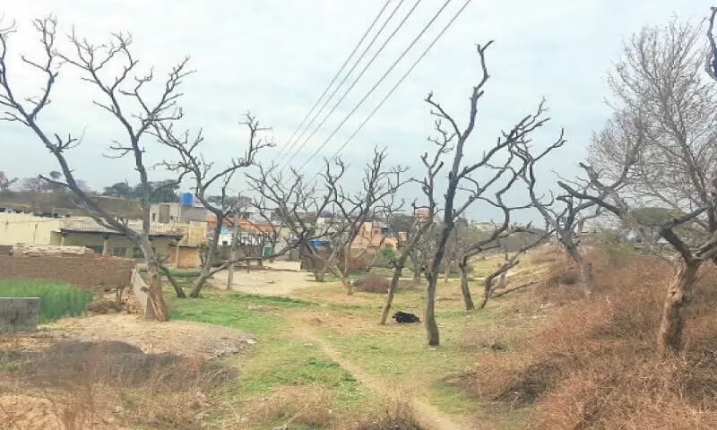 Punjab mining bills draw flak for targeting forests