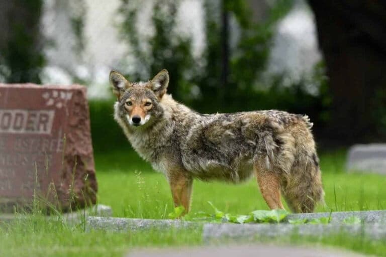 Coexisting with America’s growing urban coyote population is easier than you think