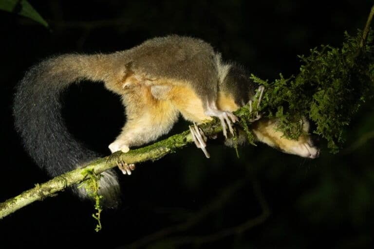 ‘Rediscovered’ species in Papua spotlight importance of Indigenous knowledge