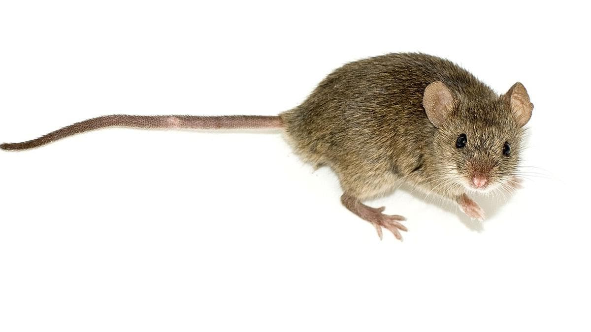 Aerobic exercise creates a muscle protein that boosts mouse memory
